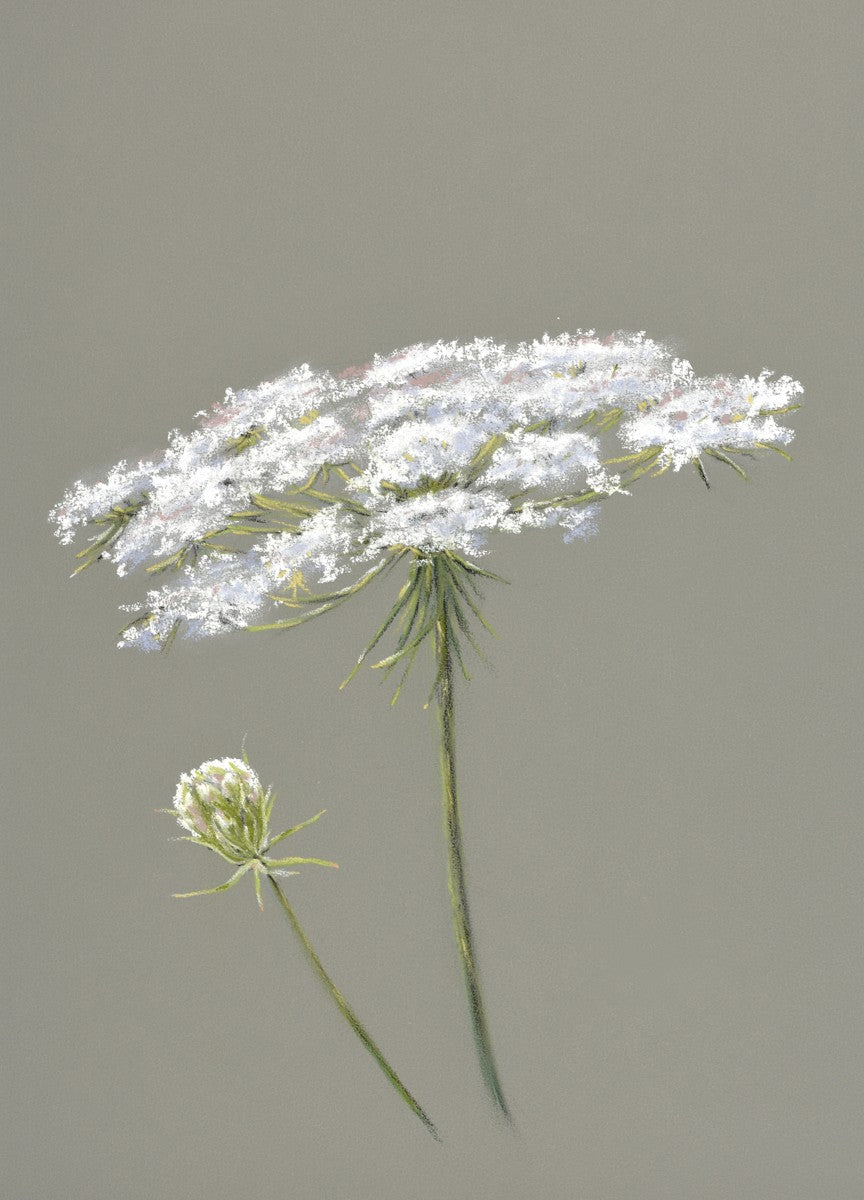 Queen Anne's Lace Flower