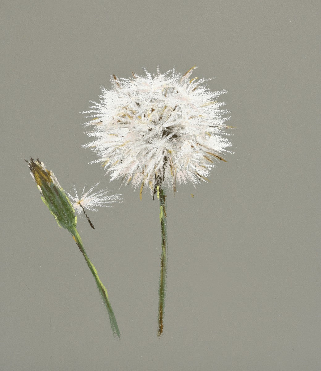 Chic Dandelion