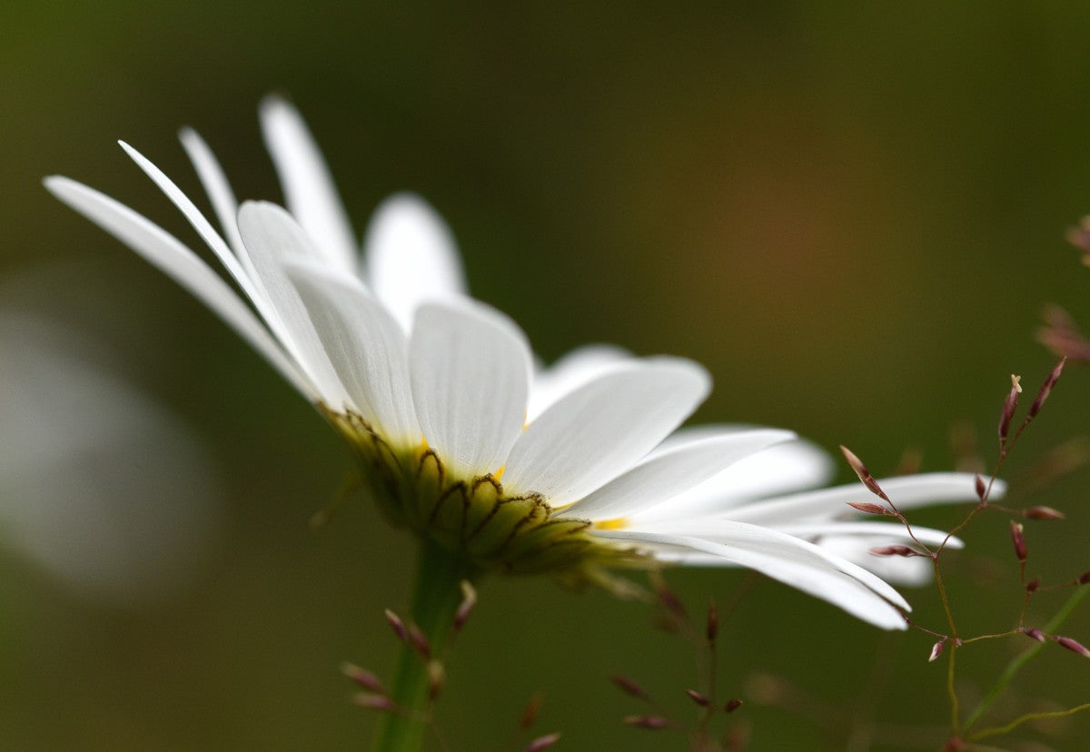 White Daisy Flower