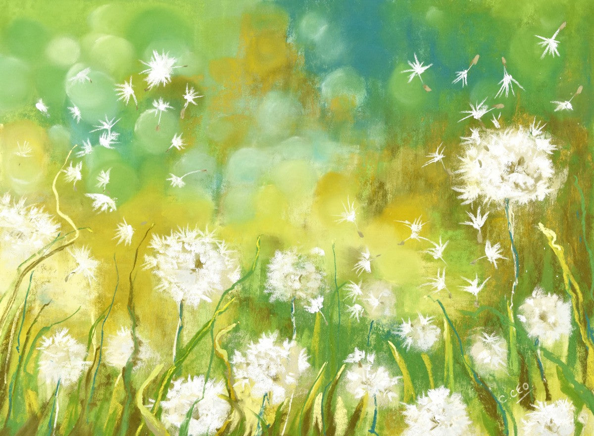 Dandelion Seed Heads