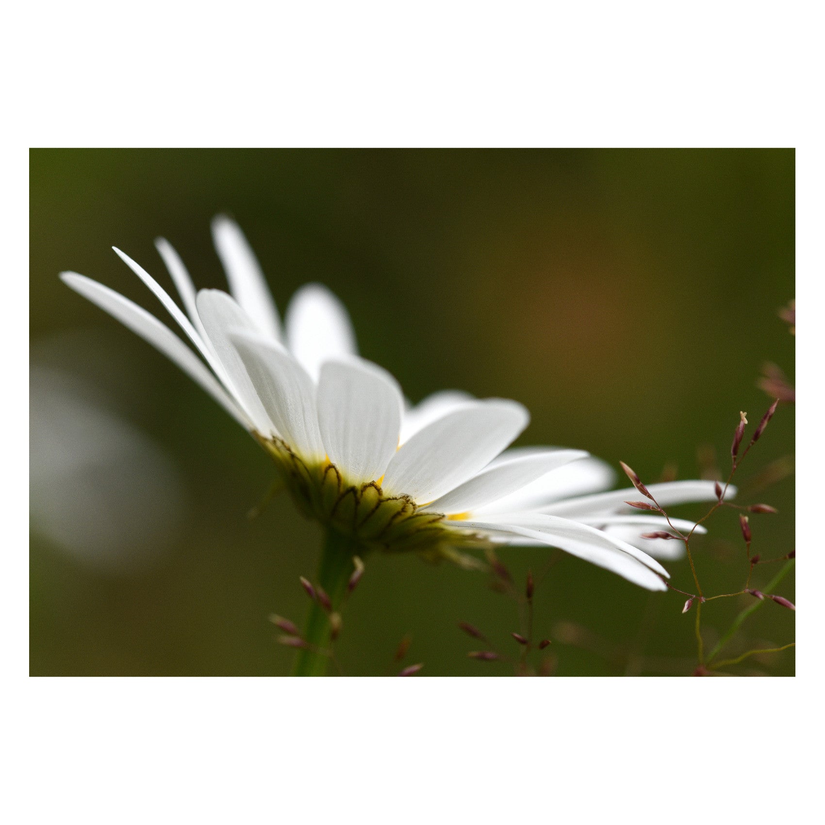 White Daisy Flower, wild flower macro photographic print