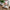 White coffee cups on wooden table with pink tulips and two hard boiled eggs with funny faces drawn on them