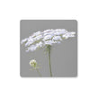 Queen Anne's Lace Flower artwork,  square coasters. Grey and White