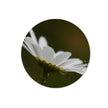 Circular chopping board with white daisy flower on dark green background