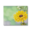 Yellow Dahlia daisy canvas art print