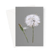 A greeting card with a dandelion seed head and bud on a grey background, shown with a white envelope behind it on a white studio background.