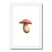 Framed illustration of a mushroom with a red cap with a white frame