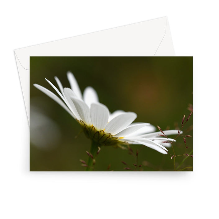 A landscape format greeting card featuring a close-up photograph of a white daisy with a yellow center on a dark green blurred background, shown with a white envelope behind it on a light gray background.