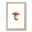 Framed artwork of a mushroom with a red cap with a wooden frame