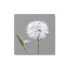 Grey and white dandelion seed head art work designed drinks coaster