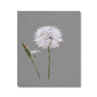 Dandelion seed head and bud fine art canvas print.