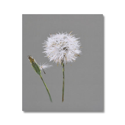 Dandelion seed head and bud fine art canvas print.