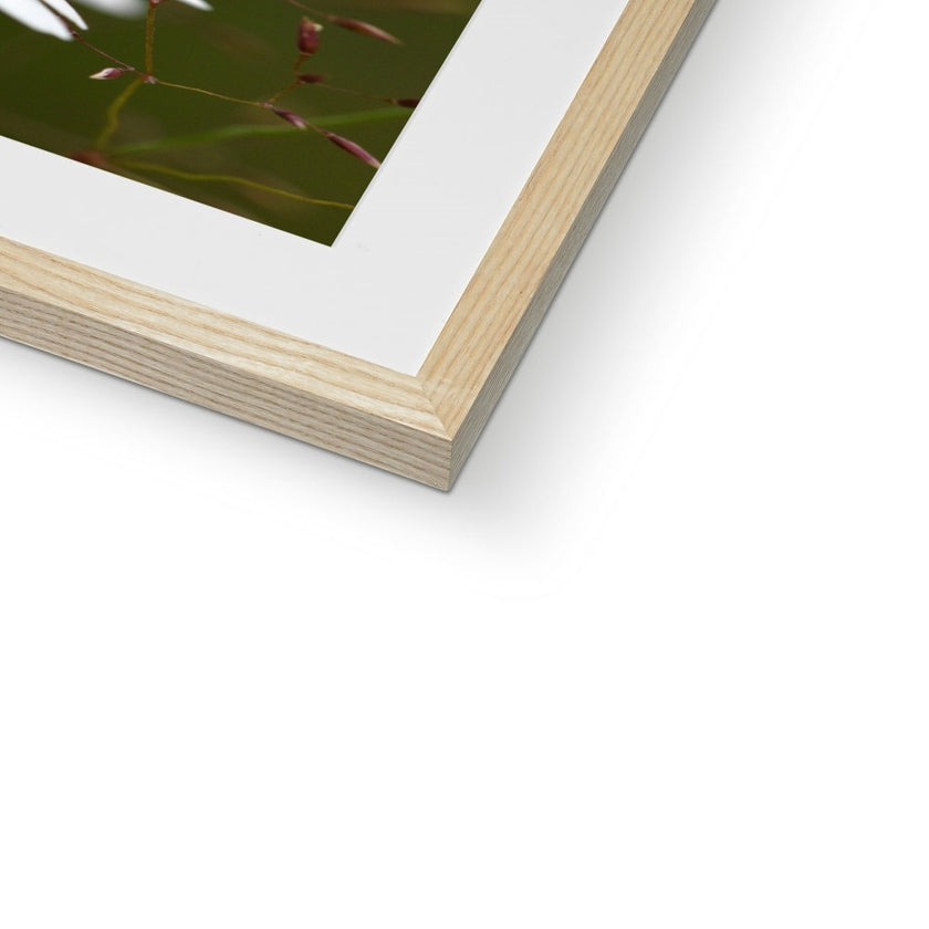 Single white daisy flower fine art print with natural light wooden frame and white mount. Corner detail