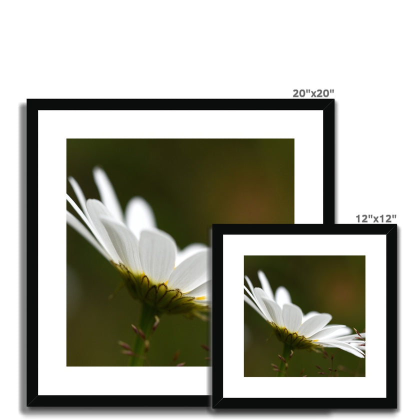 Single white daisy flower fine art prints with black frame and white mount. Square. Different sizes.