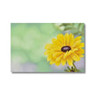Yellow dahlia daisy flower fine art canvas print. Landscape format