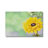 Yellow dahlia daisy flower fine art canvas print. Landscape format