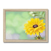Yellow dahlia daisy flower art print in a natural frame. Landscape format