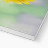Yellow Daisy canvas art print. Close up of bottom corner and white wrap