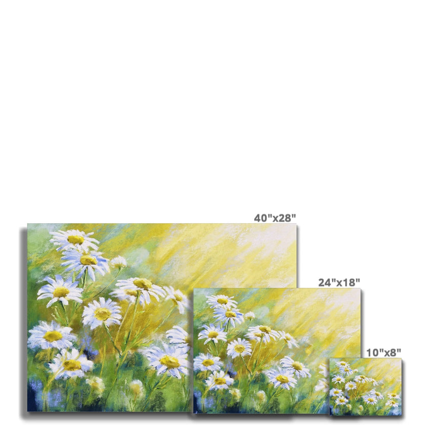 Daisy Flowers twinkling like stars in the sunshine, artwork, fine art canvas prints. Different sizes