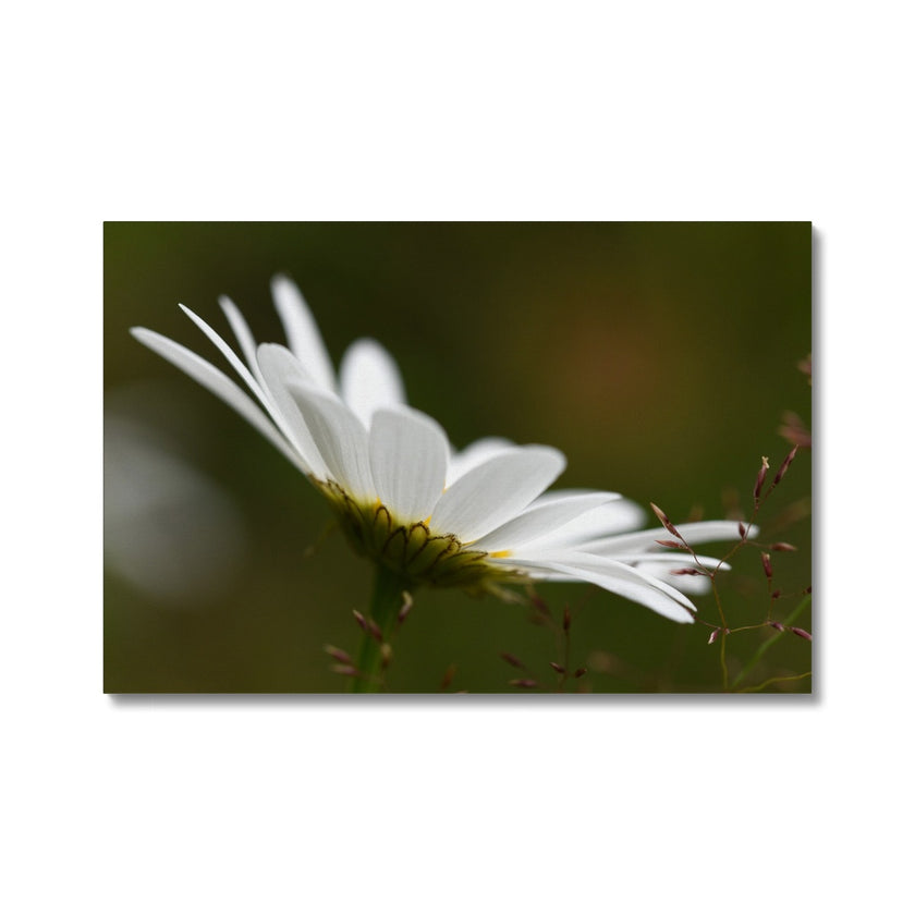 White daisy flower canvas print with white wrap. 