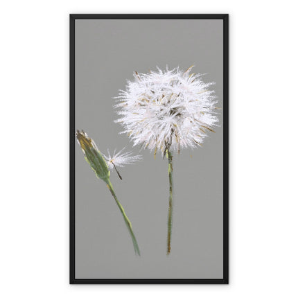 Dandelion seed head and bud fine art canvas print with black frame. 