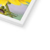 Yellow Daisy fine art print. Close up of bottom corner and white frame
